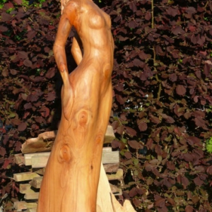 Elfe - Sequoia, Mammutbaum - 175 cm - 2010